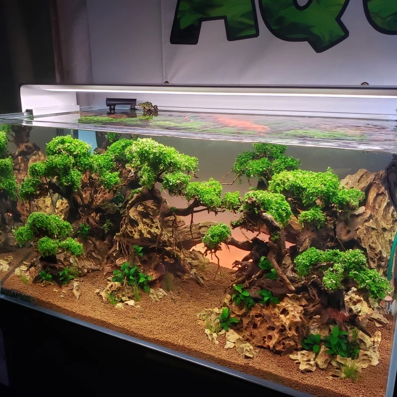 An underwater forest · reference