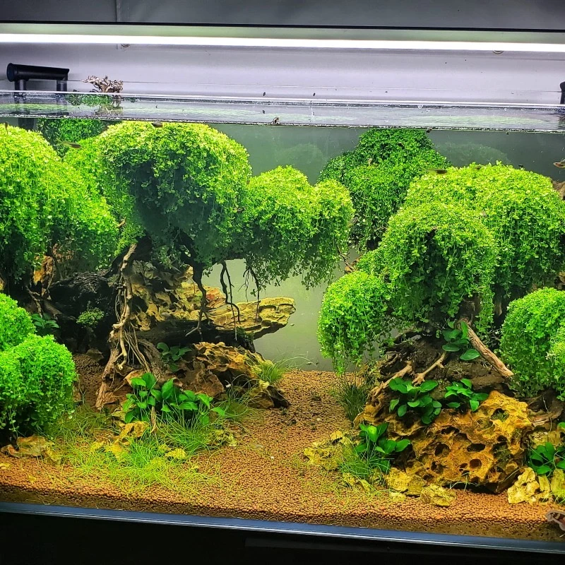 Layers of living green · reference