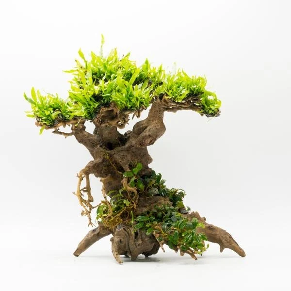 Bonsai Hardscape · representative reference