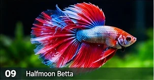 Halfmoon Betta · representative reference