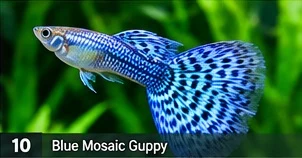 Mosaic / Fancy Guppy · representative reference