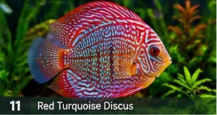 Discus · supplier enquiry · representative reference