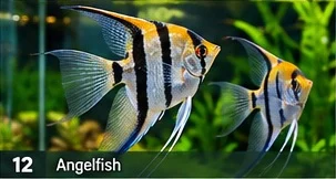 Angelfish · representative reference