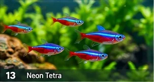 Neon Tetra · representative reference