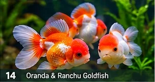 Fancy Goldfish · representative reference
