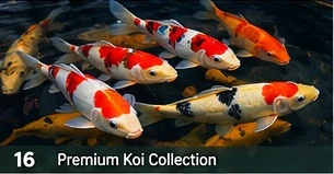 Ornamental Koi · representative reference