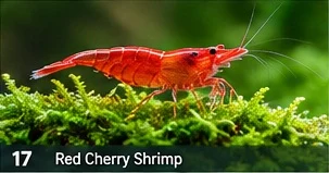 Red Cherry Shrimp · representative reference