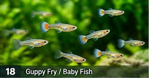 Guppy Juveniles · representative reference