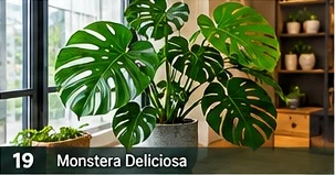 Monstera deliciosa · representative reference