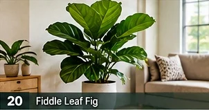 Fiddle-leaf Fig · representative reference