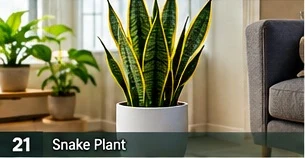 Snake Plant · representative reference