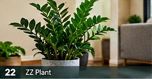 ZZ Plant · representative reference