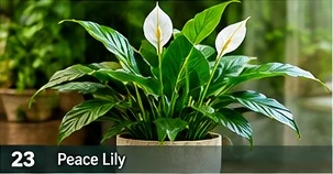 Peace Lily · representative reference