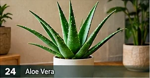 Aloe vera · representative reference