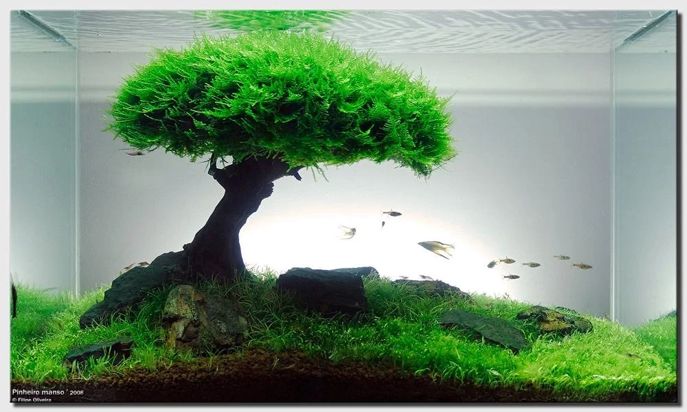 Tree-shaped planted aquarium · inspiration
